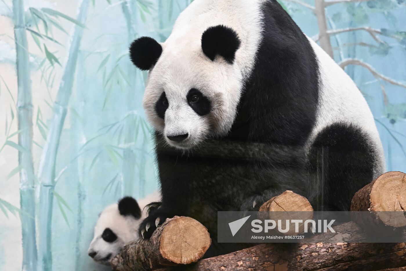 Russia Zoo Panda Cub