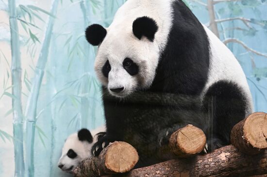 Russia Zoo Panda Cub