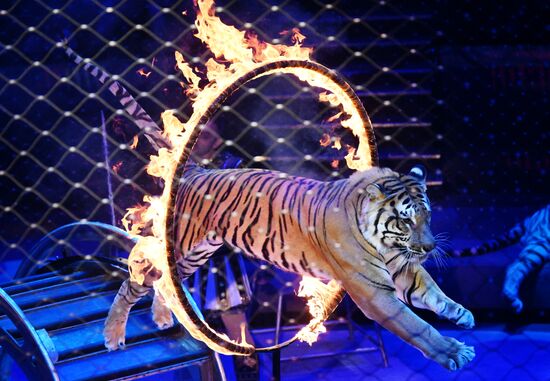 Russia Circus