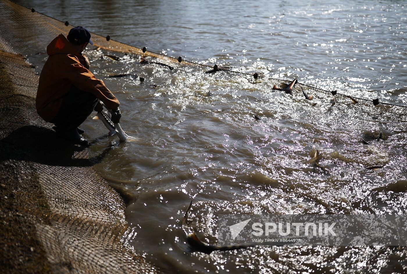 Russia Fishing Industry