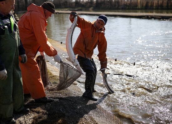 Russia Fishing Industry