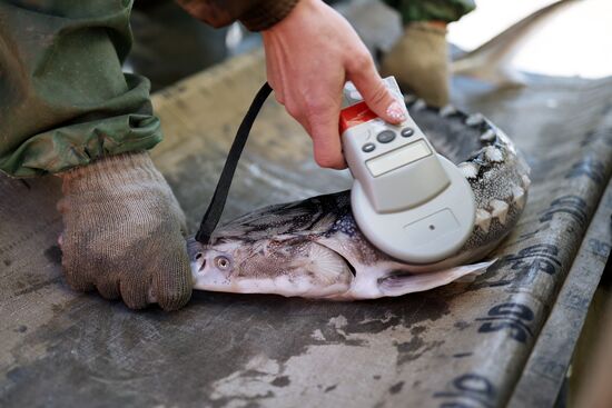 Russia Fishing Industry