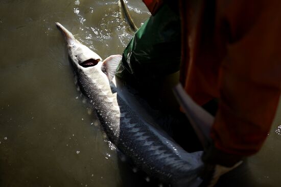 Russia Fishing Industry