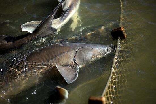 Russia Fishing Industry