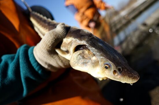 Russia Fishing Industry