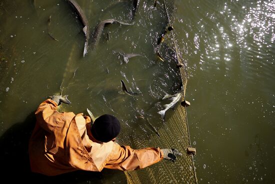 Russia Fishing Industry