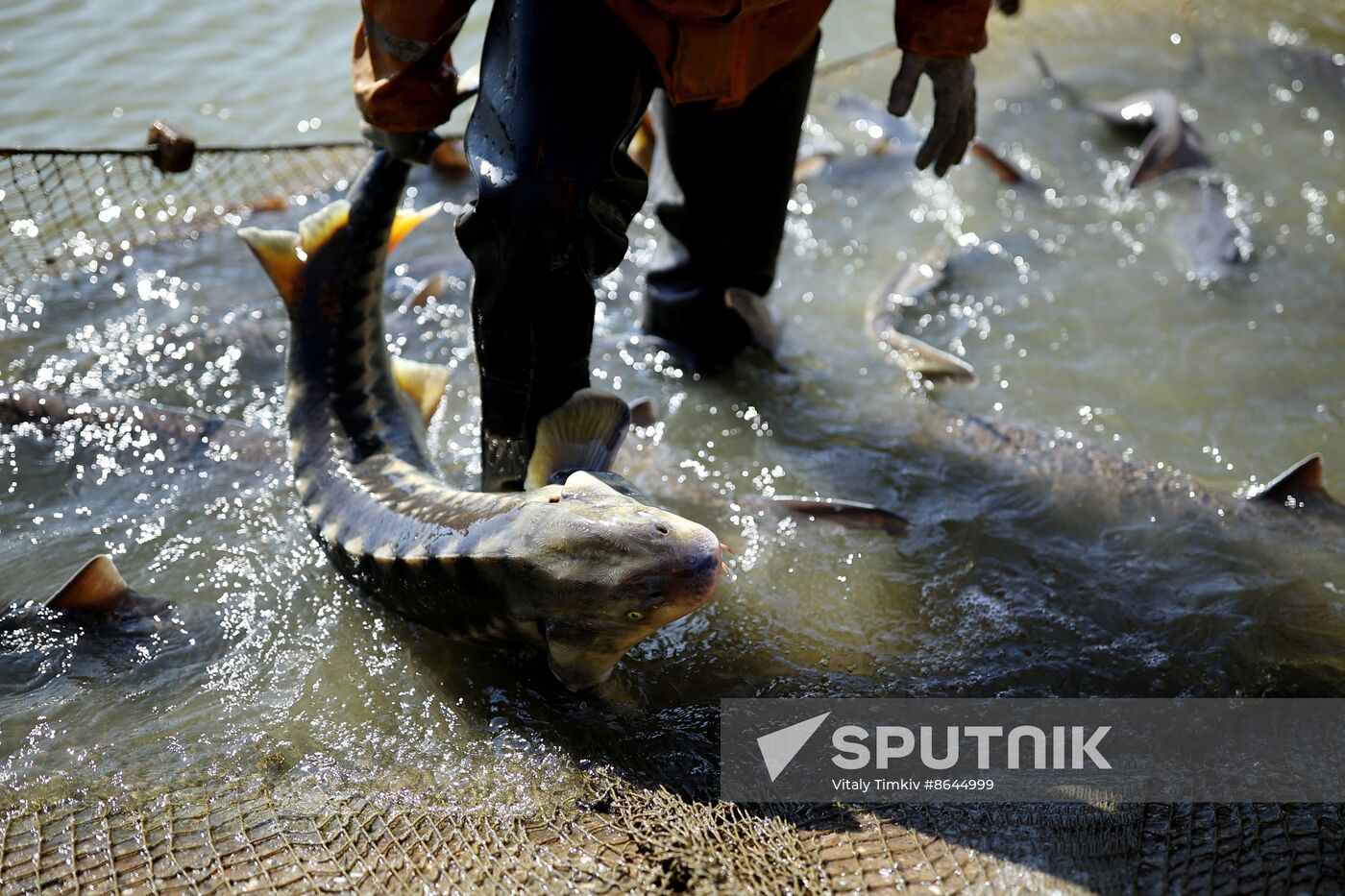 Russia Fishing Industry