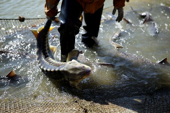 Russia Fishing Industry