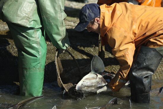 Russia Fishing Industry