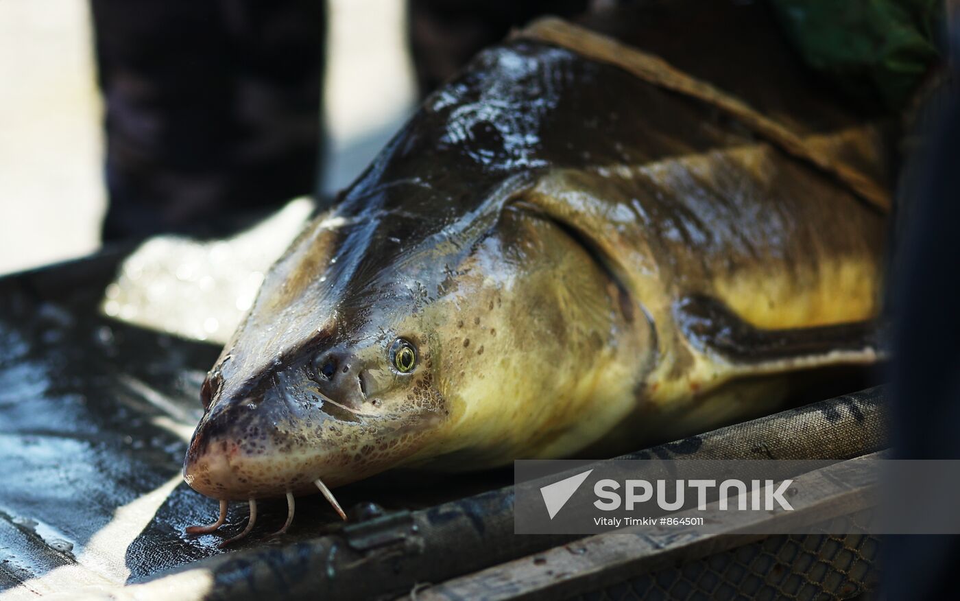 Russia Fishing Industry