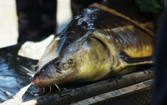 Russia Fishing Industry