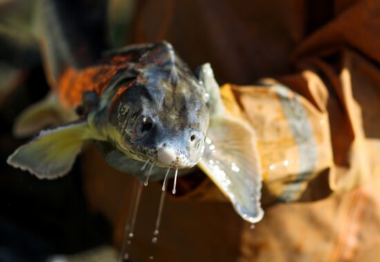 Russia Fishing Industry