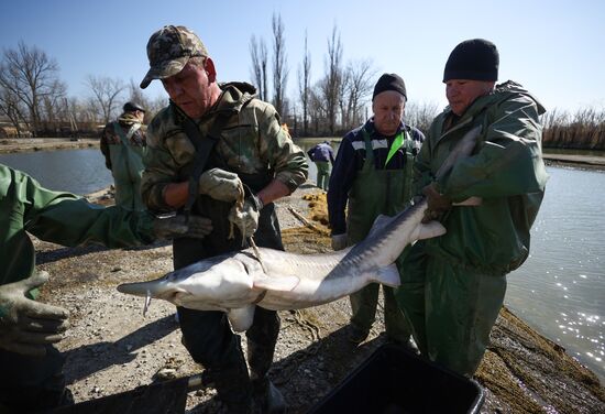 Russia Fishing Industry