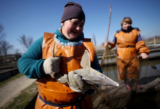 Russia Fishing Industry