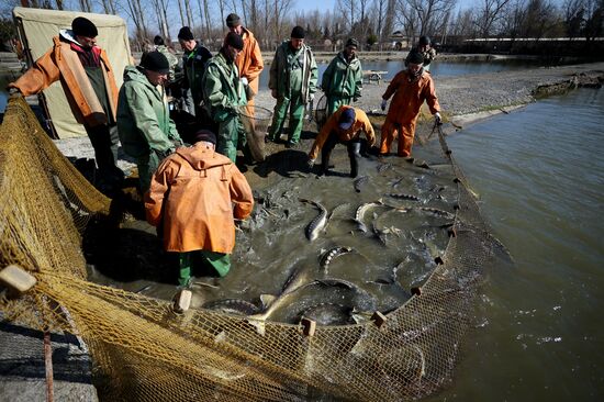 Russia Fishing Industry