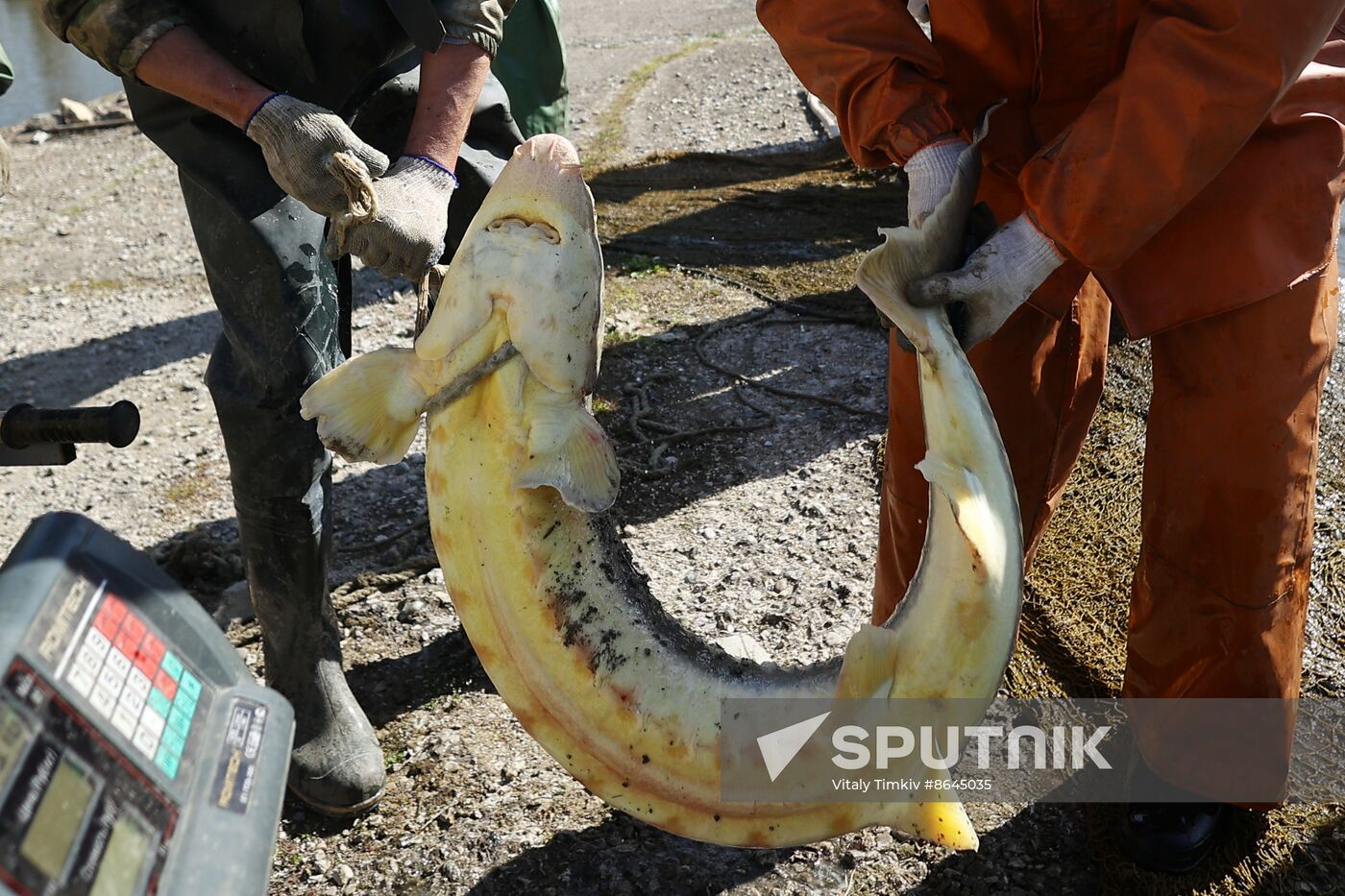 Russia Fishing Industry