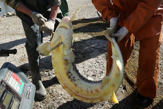 Russia Fishing Industry