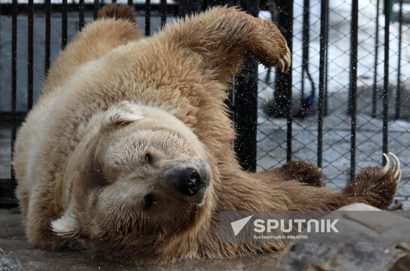 Russia Zoo Bears