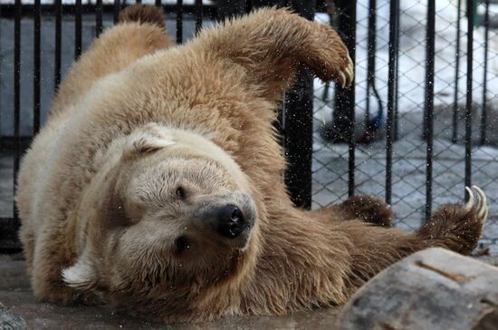 Russia Zoo Bears