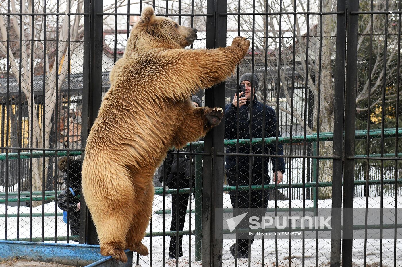 Russia Zoo Bears