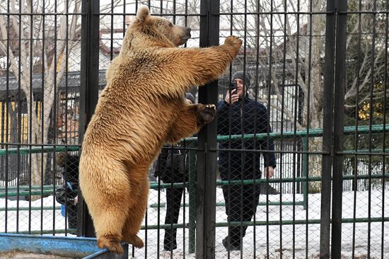 Russia Zoo Bears