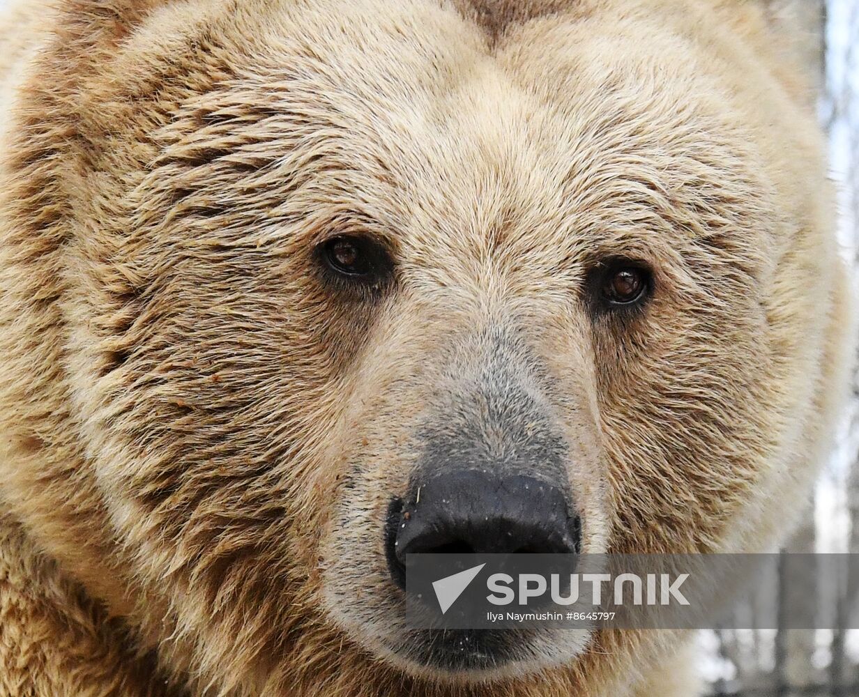 Russia Zoo Bears