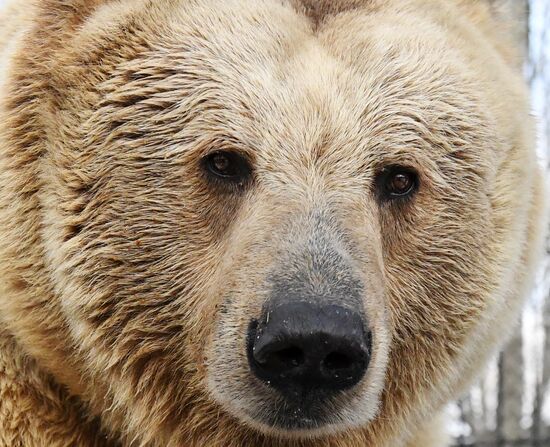 Russia Zoo Bears