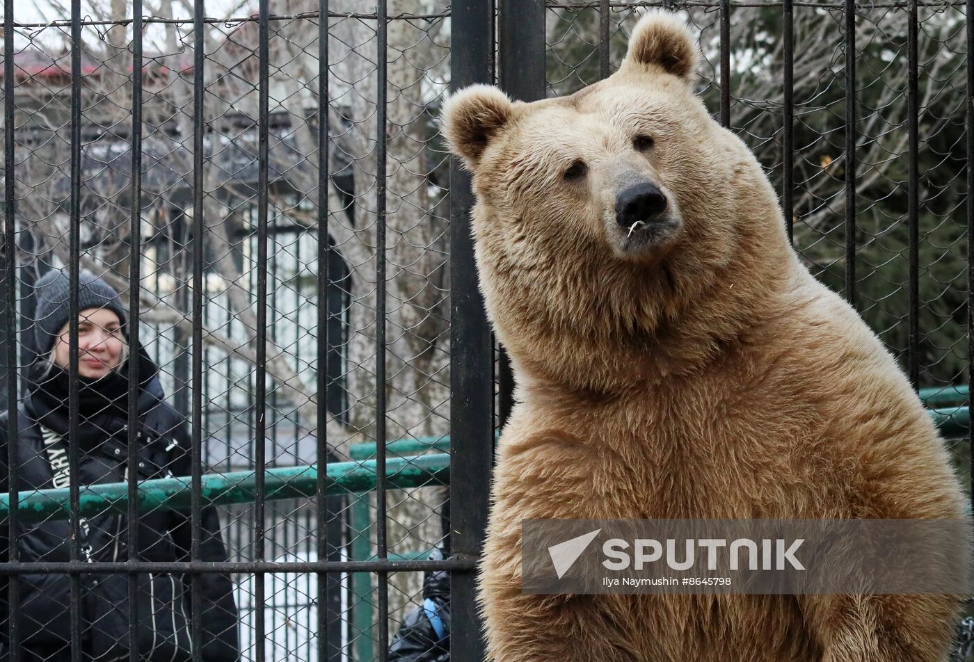 Russia Zoo Bears