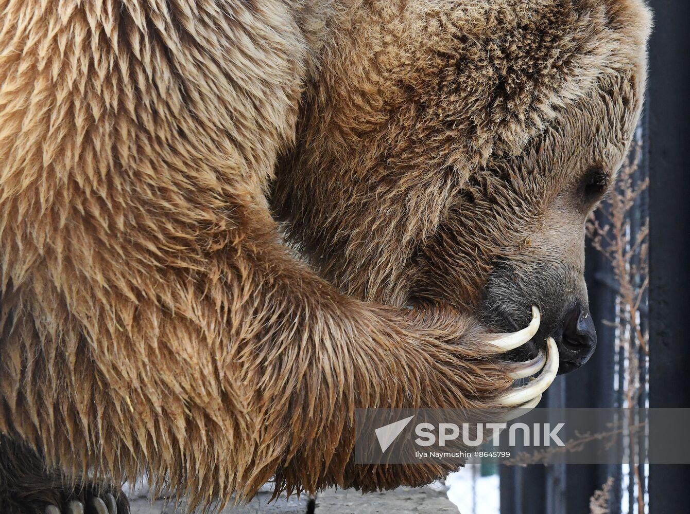 Russia Zoo Bears