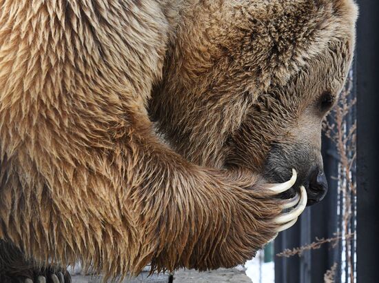 Russia Zoo Bears