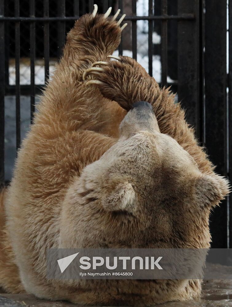 Russia Zoo Bears