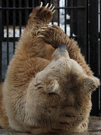 Russia Zoo Bears