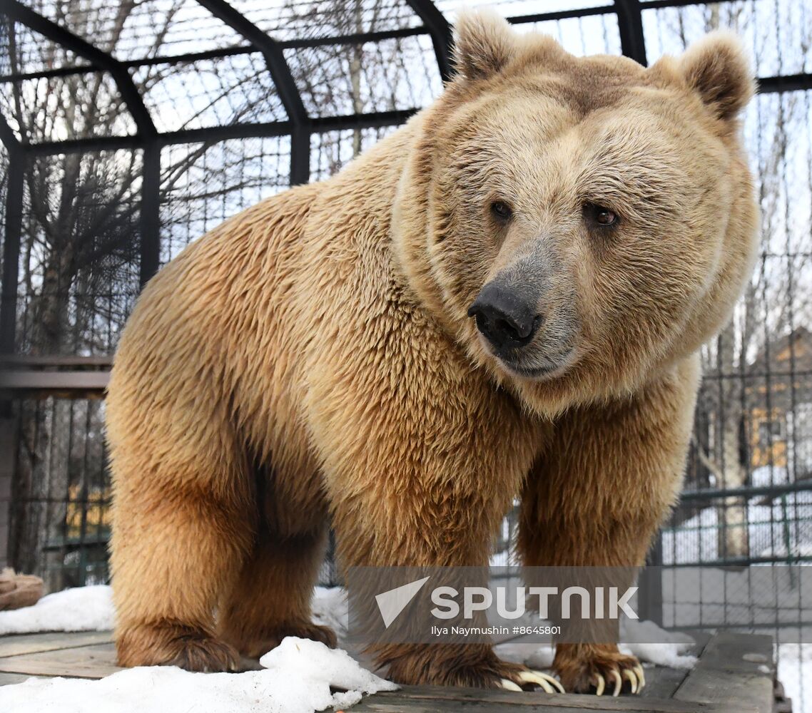 Russia Zoo Bears