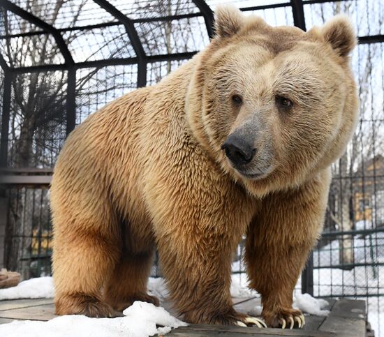 Russia Zoo Bears