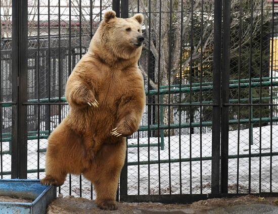 Russia Zoo Bears