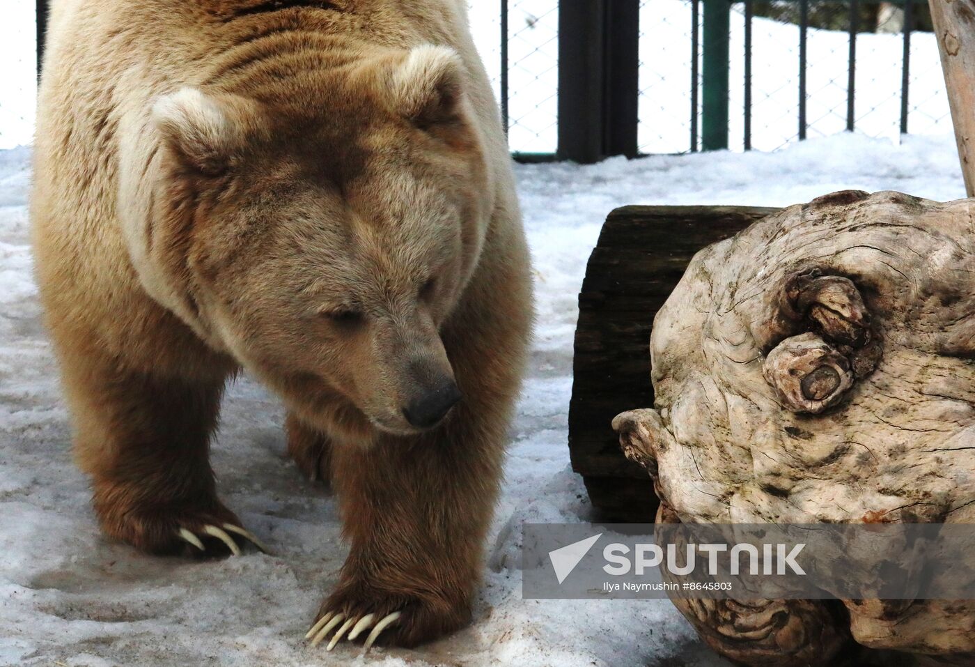 Russia Zoo Bears