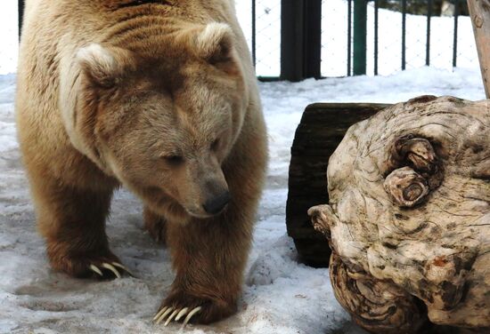 Russia Zoo Bears