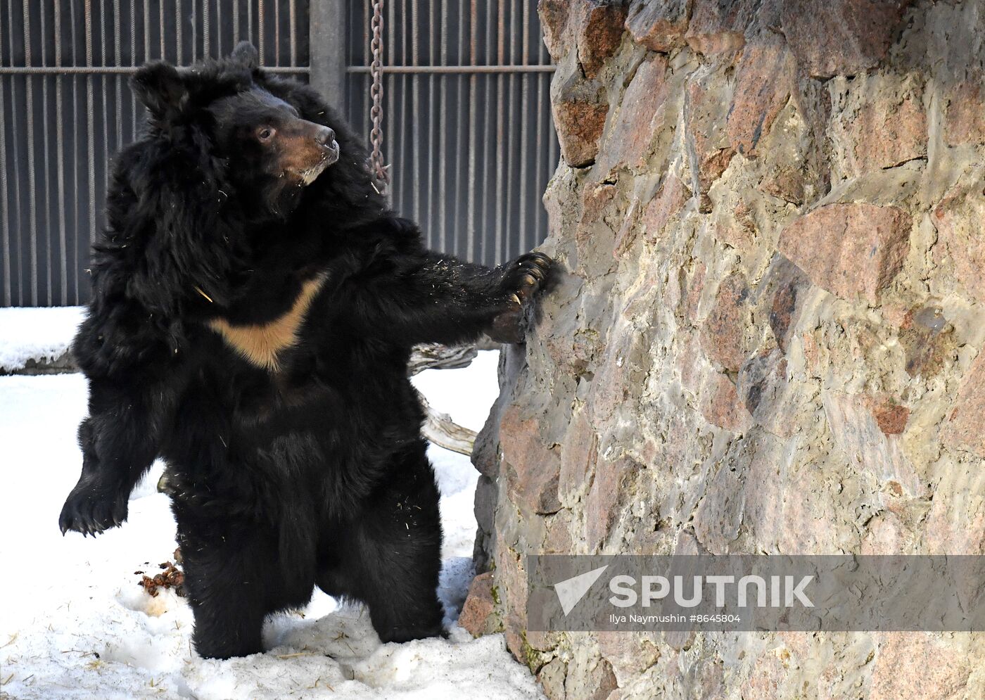 Russia Zoo Bears