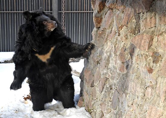 Russia Zoo Bears