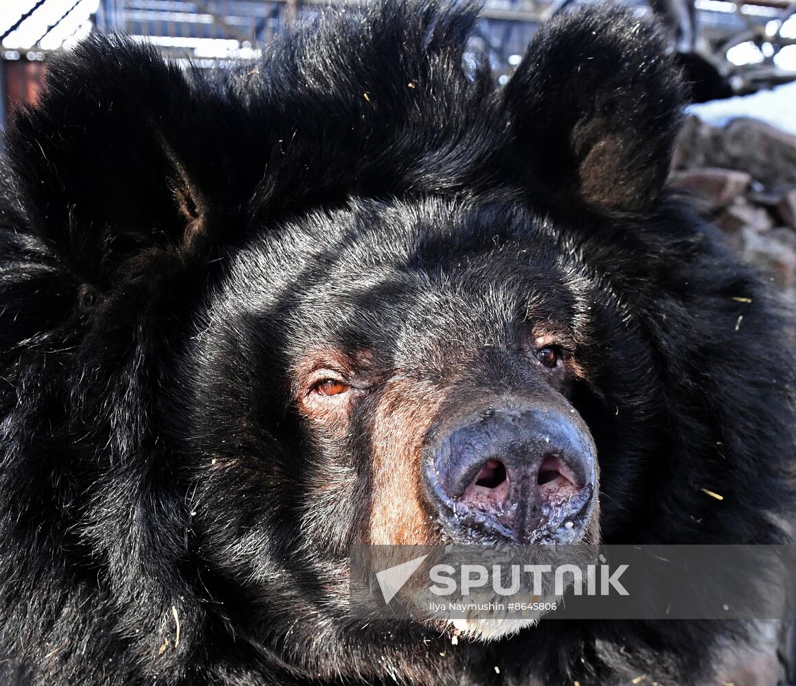 Russia Zoo Bears