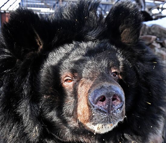 Russia Zoo Bears