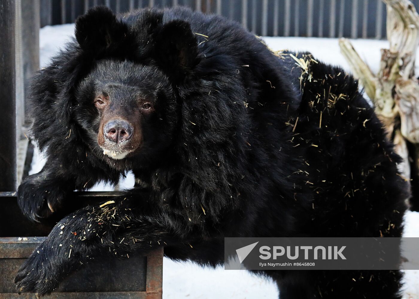 Russia Zoo Bears