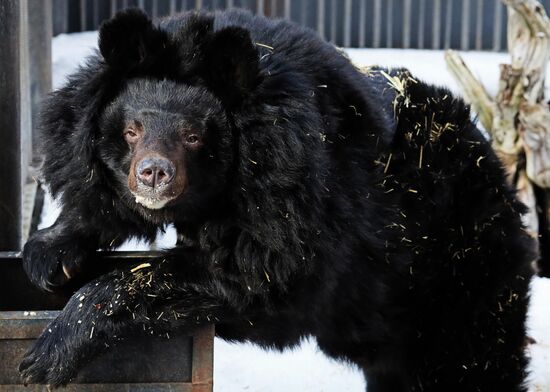 Russia Zoo Bears