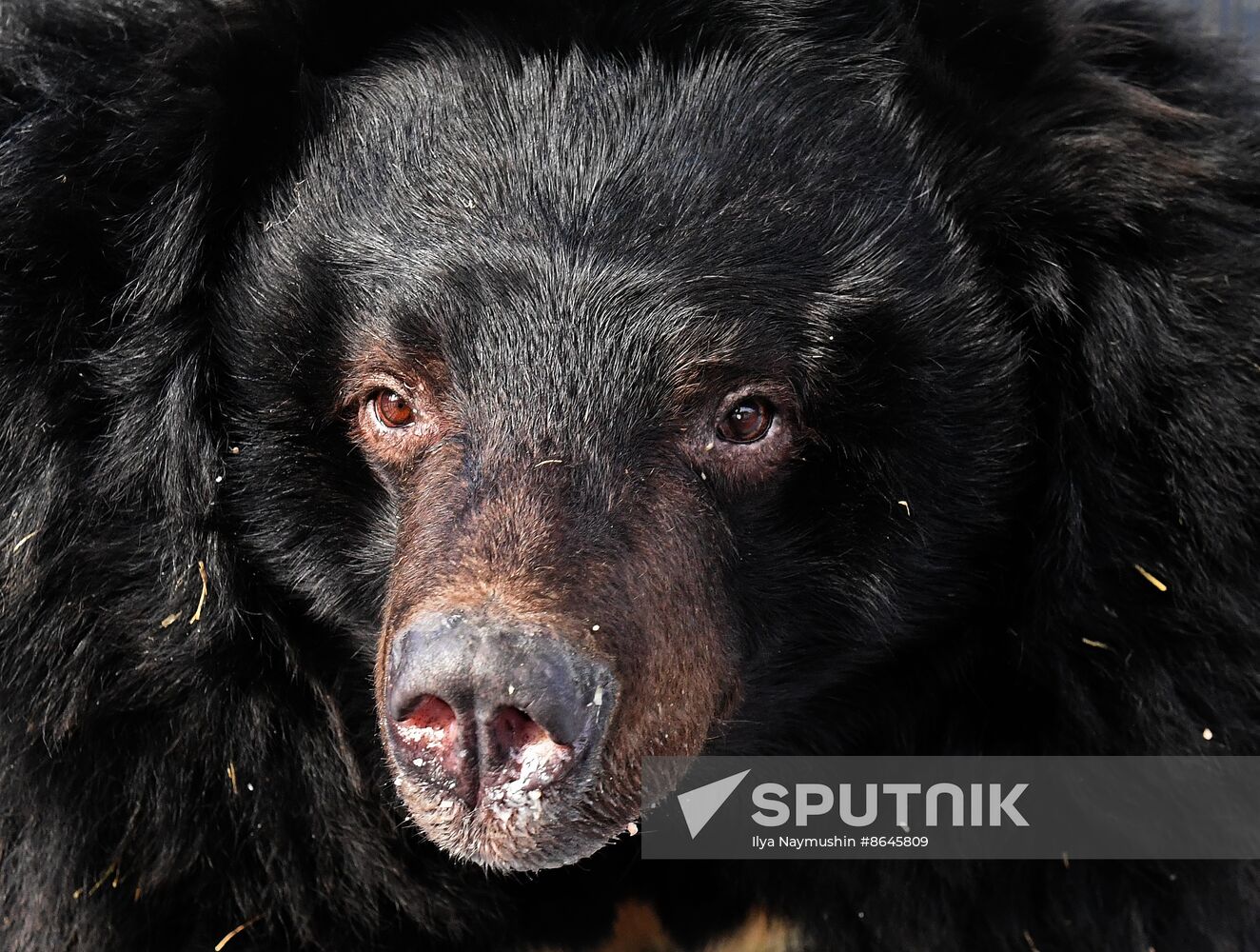 Russia Zoo Bears