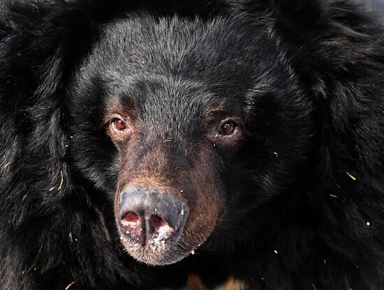 Russia Zoo Bears