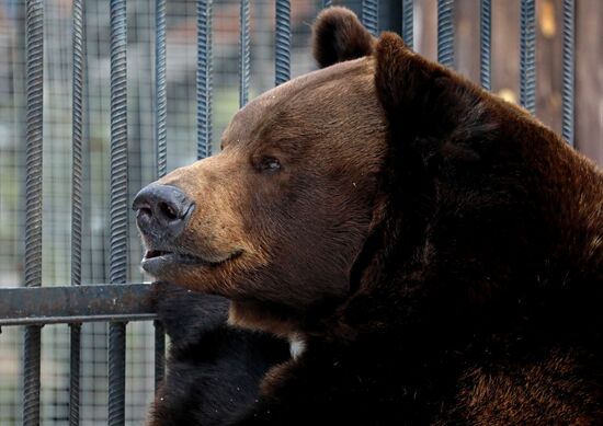 Russia Zoo Bears