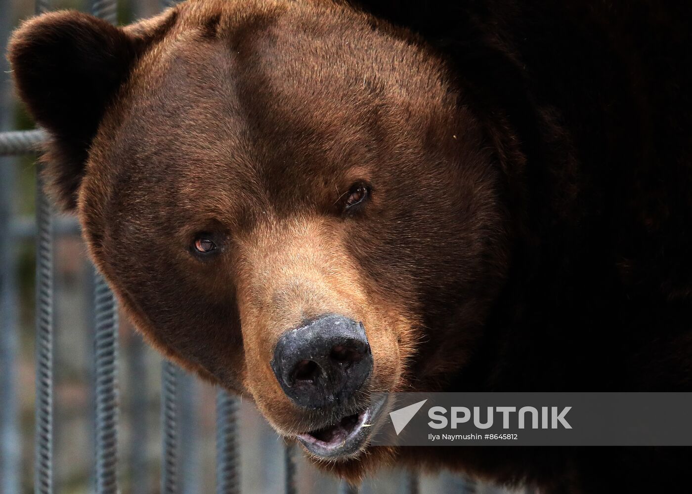 Russia Zoo Bears