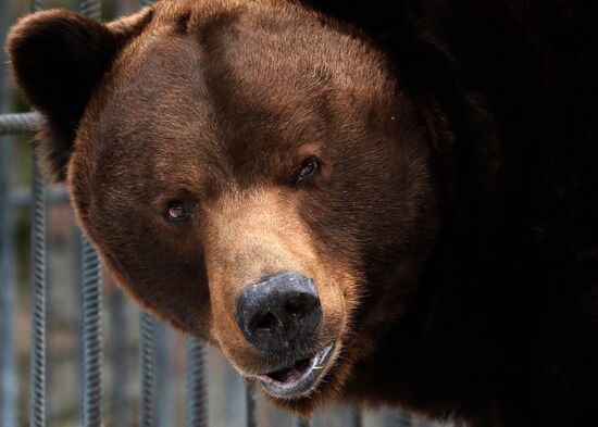 Russia Zoo Bears