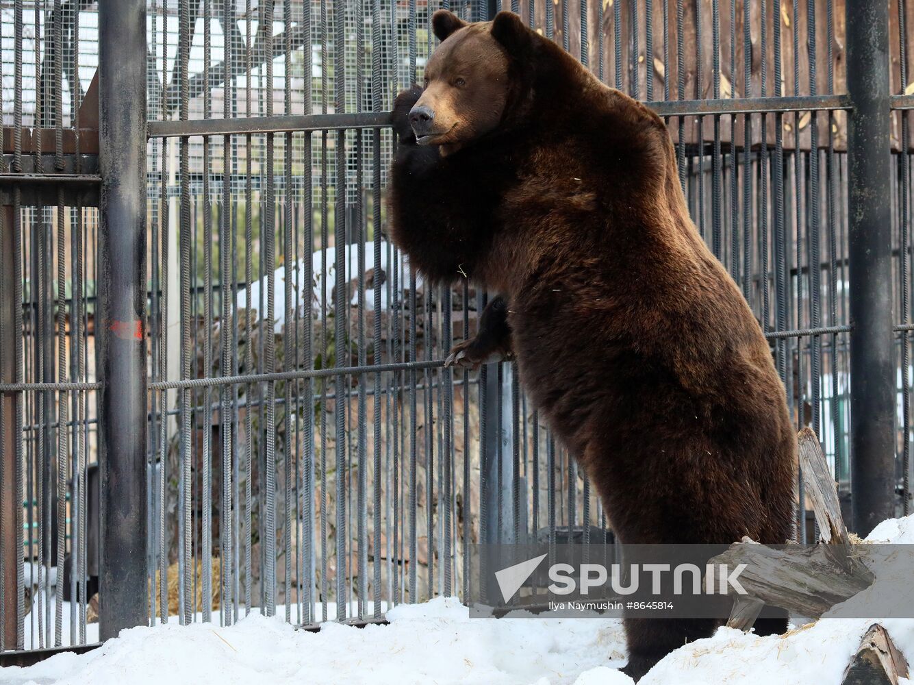 Russia Zoo Bears