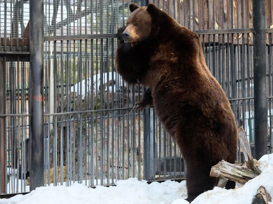 Russia Zoo Bears